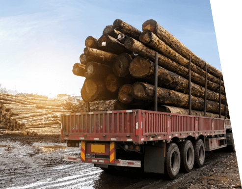 Forestry-background